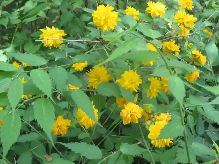 松尾大社の自然