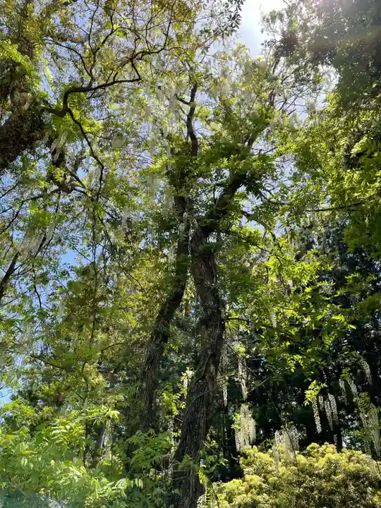 春日大社(奈良県)