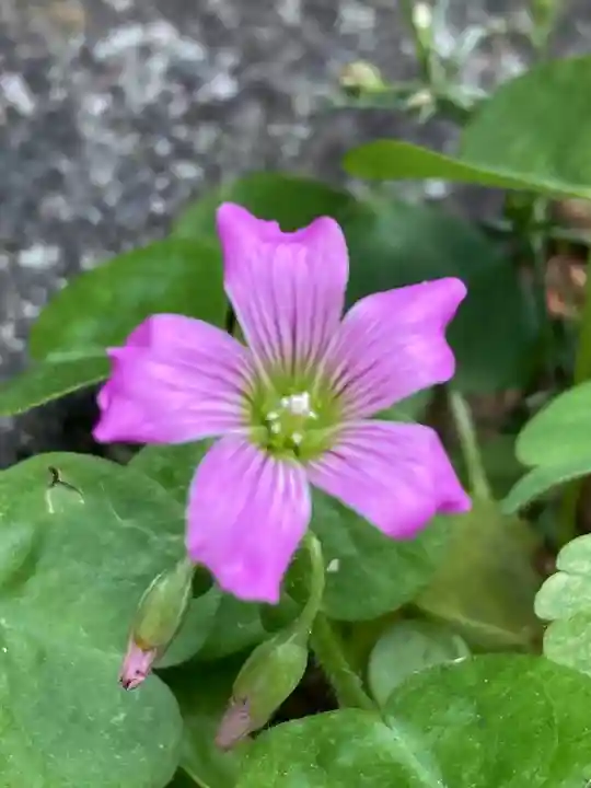 榎大六天神(東京都)
