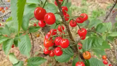 金刀比羅神社（琴平神社）の自然