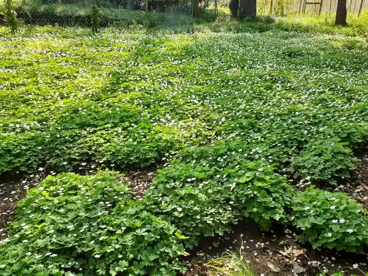 野木神社の自然