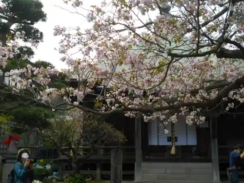 極楽寺（霊鷲山感應院極楽律寺）の自然