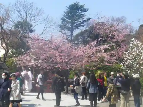 鶴岡八幡宮の自然