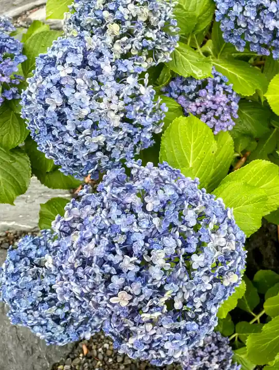日枝神社(静岡県)