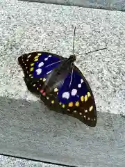 国宝 大法寺の動物