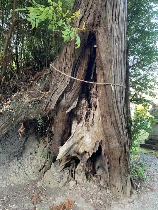 熊野神社の自然