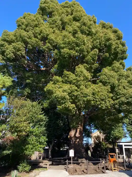 日々神社の自然