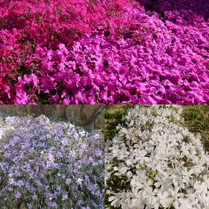 寿量山 速成寺の庭園