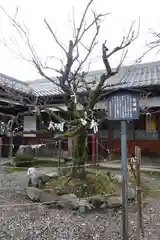 滋賀県護国神社の自然