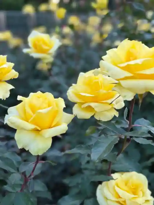 深大寺の{uncategorized: "未分類", other: "その他", undefined: "問題あり", building: "その他建物", grave: "お墓", sacred_gate: "鳥居", guardian: "狛犬", statue: "像", buddha: "仏像", history: "歴史", nature: "自然", garden: "庭園", animal: "動物", pagoda: "塔", temizu: "手水舎", mountain_gate: "山門・神門", sanctuary: "本殿・本堂", subordinate: "末社・摂社", art: "芸術", scenery: "景色", jizo: "地蔵", ema: "絵馬", goshuin: "御朱印", omikuji: "おみくじ", items: "授与品その他", amulet: "お守り", goshuincho: "御朱印帳", eats: "食事", festival: "お祭り", votive_dance: "神楽", shichigosan: "七五三参", wedding: "結婚式", experience: "体験その他", initially: "初詣", around: "周辺", anti_infection: "感染症対策"}
