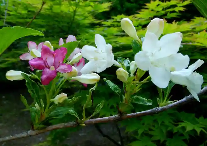 開拓神社(紅櫻公園)の自然
