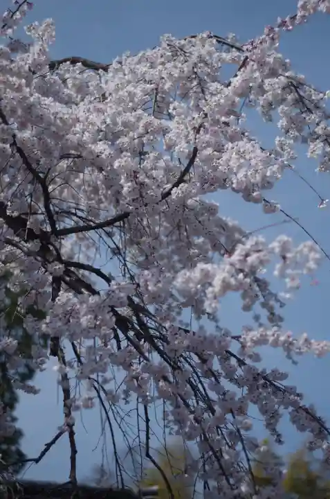 平野神社(京都府)