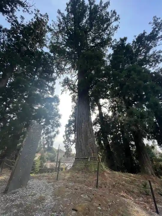 村山浅間神社の自然