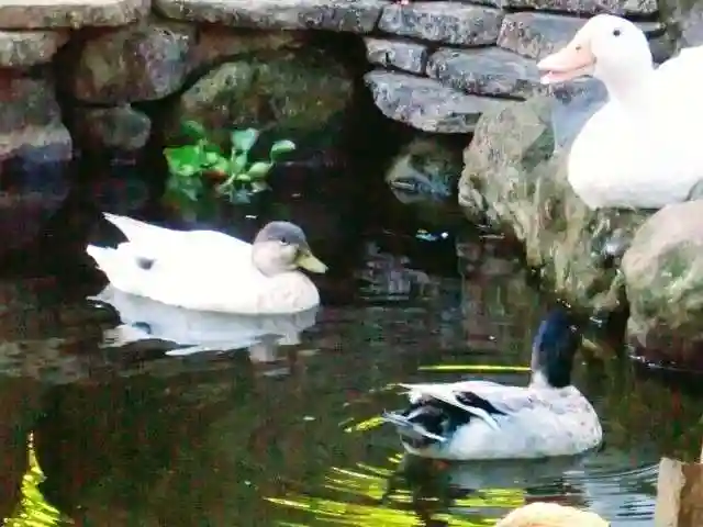 楽法寺(雨引観音)の動物
