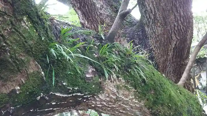 伊河麻神社の自然