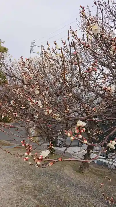 岡崎天満宮の自然