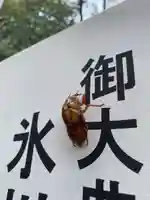 相模原氷川神社の動物