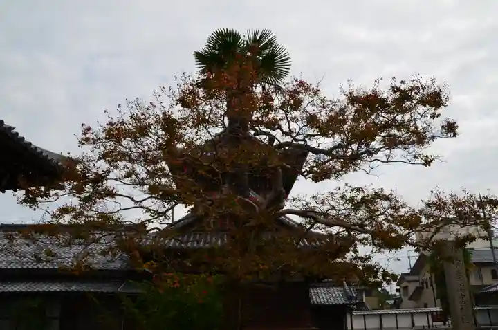 大通寺(長浜御坊)の自然
