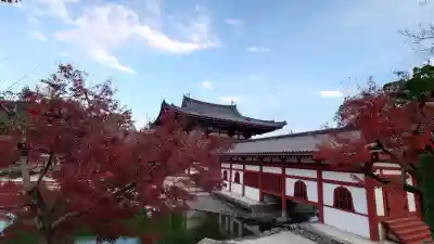 平等院の{uncategorized: "未分類", other: "その他", undefined: "問題あり", building: "その他建物", grave: "お墓", sacred_gate: "鳥居", guardian: "狛犬", statue: "像", buddha: "仏像", history: "歴史", nature: "自然", garden: "庭園", animal: "動物", pagoda: "塔", temizu: "手水舎", mountain_gate: "山門・神門", sanctuary: "本殿・本堂", subordinate: "末社・摂社", art: "芸術", scenery: "景色", jizo: "地蔵", ema: "絵馬", goshuin: "御朱印", omikuji: "おみくじ", items: "授与品その他", amulet: "お守り", goshuincho: "御朱印帳", eats: "食事", festival: "お祭り", votive_dance: "神楽", shichigosan: "七五三参", wedding: "結婚式", experience: "体験その他", initially: "初詣", around: "周辺", anti_infection: "感染症対策"}