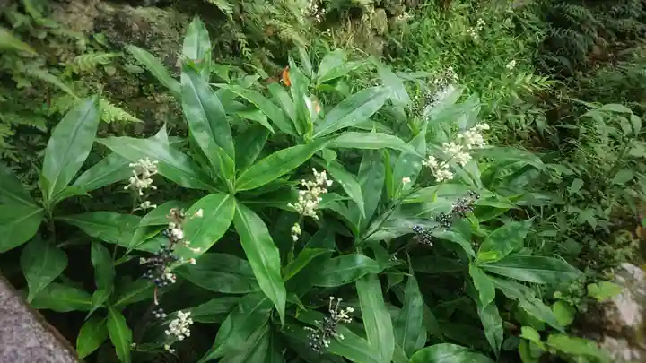黒龍社(伊奈波神社境内社)の自然