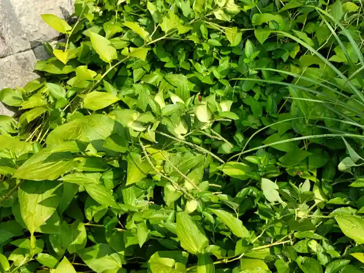 津島神社の自然
