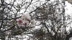 平野神社の自然