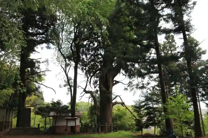 川辺八幡神社の自然