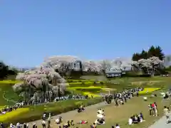 瀧桜神明宮(福島県)