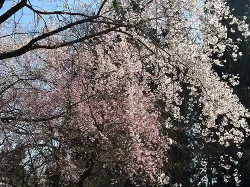 大宮温泉神社の自然