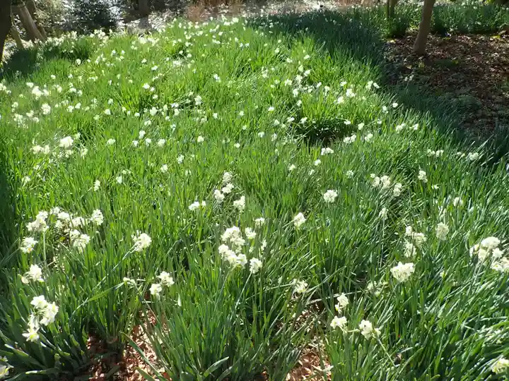 吾妻神社の御朱印