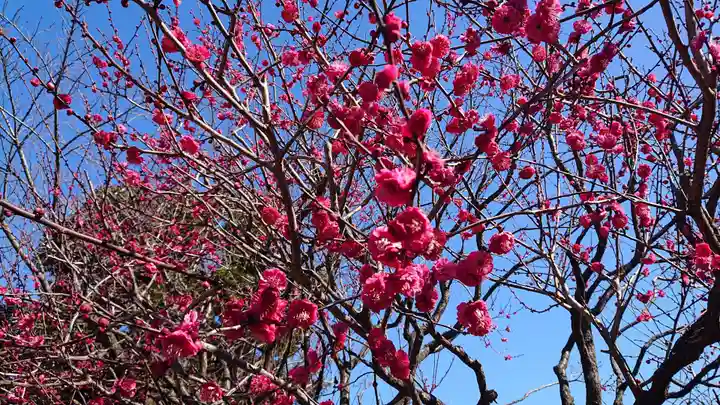 亀戸天神社の自然
