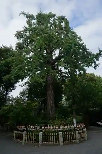 七社神社の自然