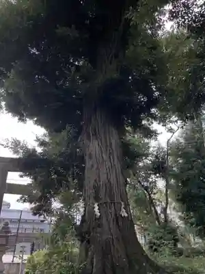 赤根天神社の自然