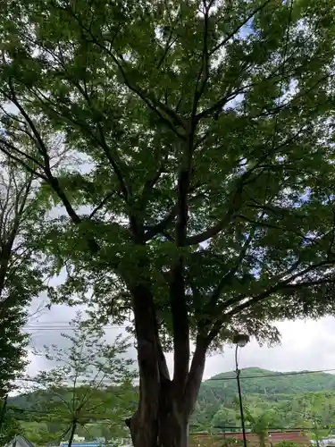 八坂神社の庭園