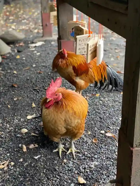 谷保天満宮の動物