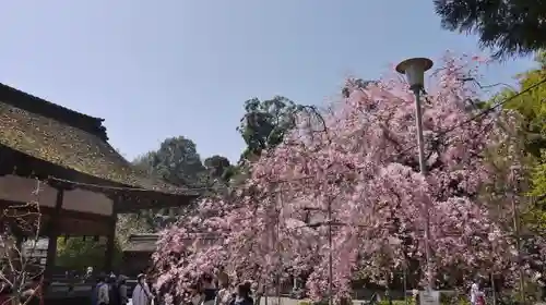 平野神社のその他建物