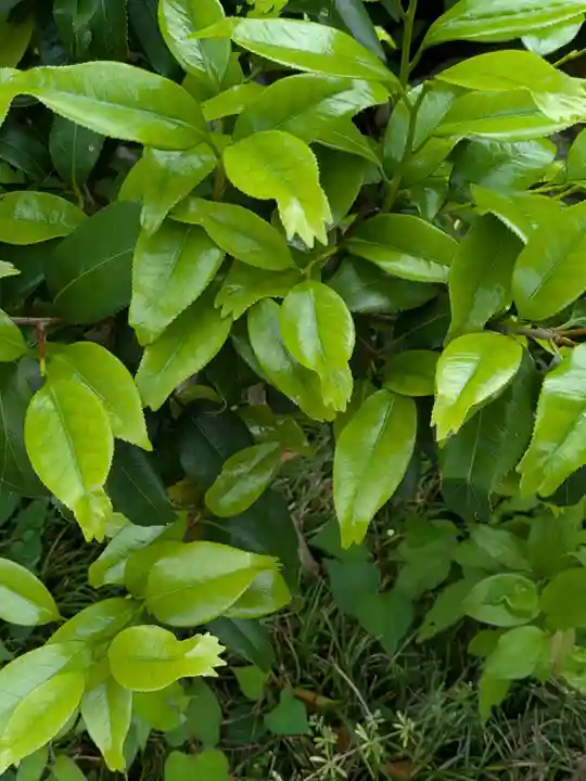沙沙貴神社(滋賀県)