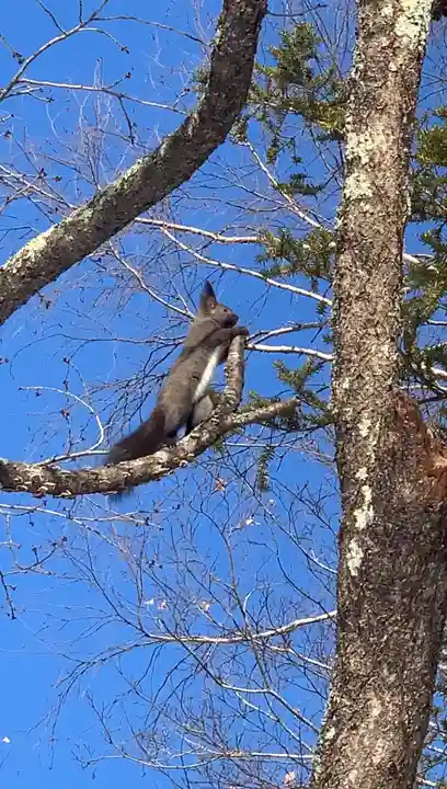留辺蘂神社の動物