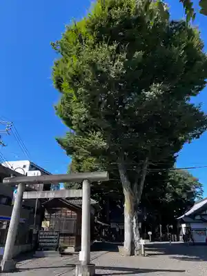 浅間神社の鳥居