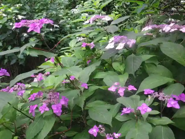 御霊神社の自然