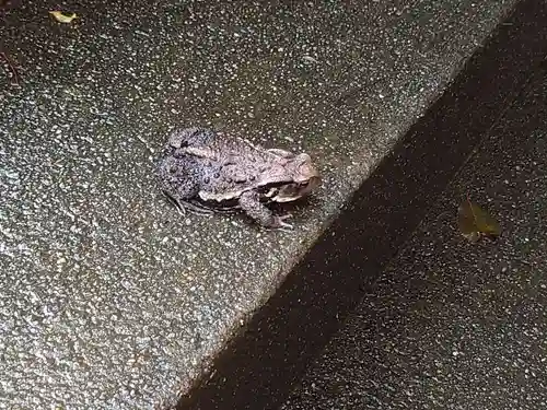 久米水天宮の動物