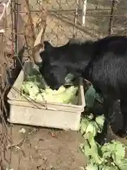 賀茂別雷神社の動物