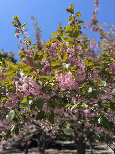 北海道神宮の自然