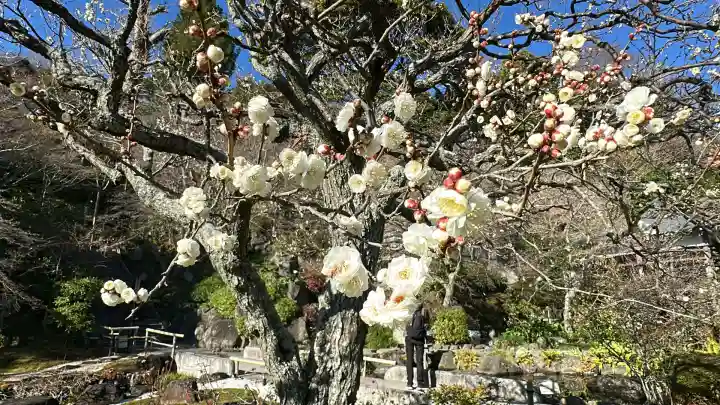 長谷寺(神奈川県)