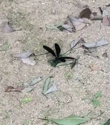 三奈良神社(愛媛県)