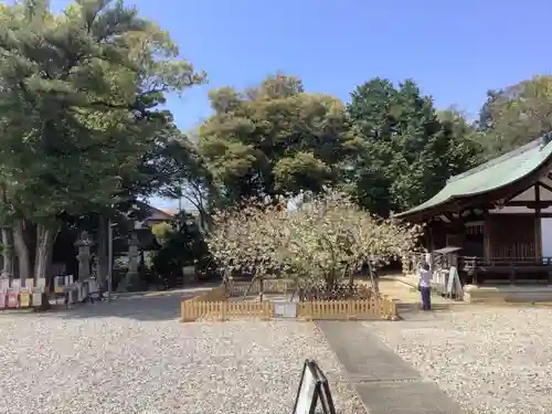 上地八幡宮の自然