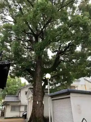 島頭天満宮の自然