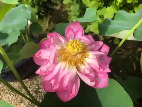 法金剛院の自然