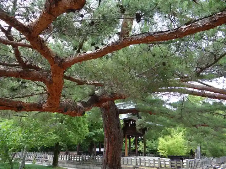 橿原神宮(奈良県)