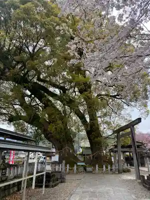 尾鷲神社(三重県)